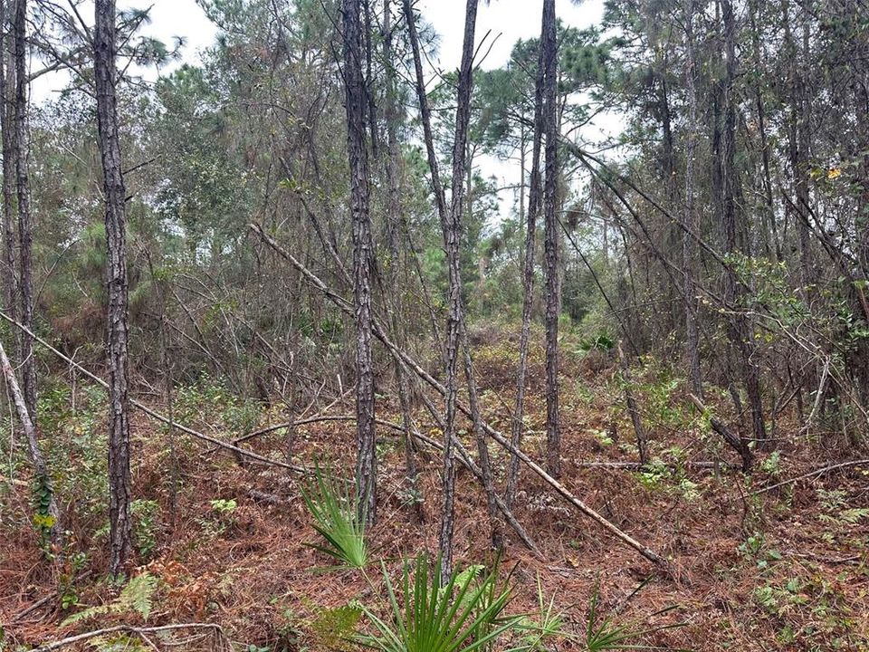 En Venta: $250,000 (5.03 acres)