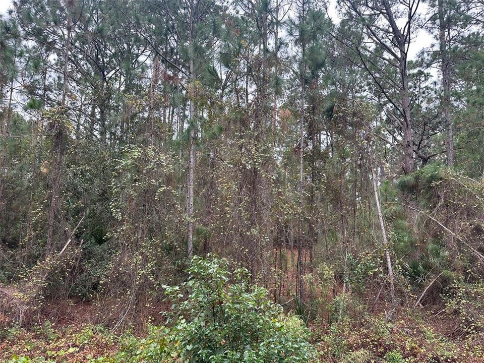 En Venta: $250,000 (5.03 acres)