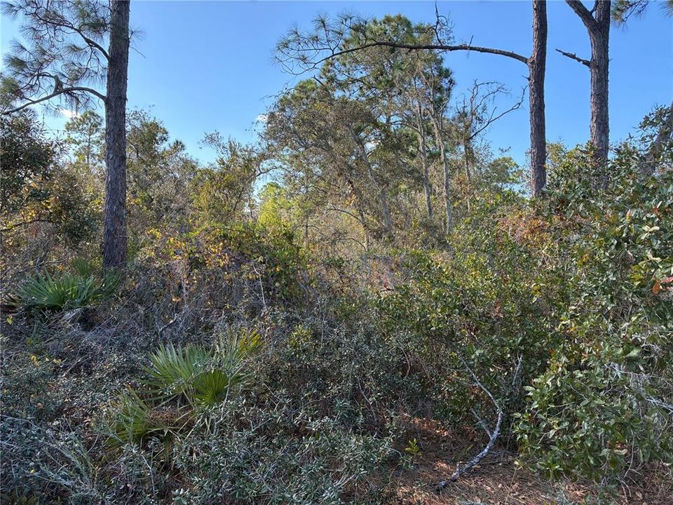 For Sale: $10,000 (0.23 acres)