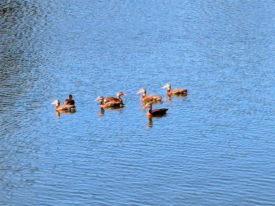 待售: $345,000 (2 贝兹, 2 浴室, 1209 平方英尺)