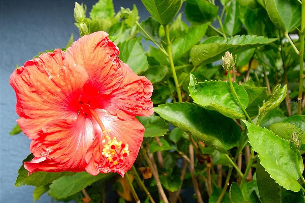 待售: $321,000 (3 贝兹, 2 浴室, 1335 平方英尺)