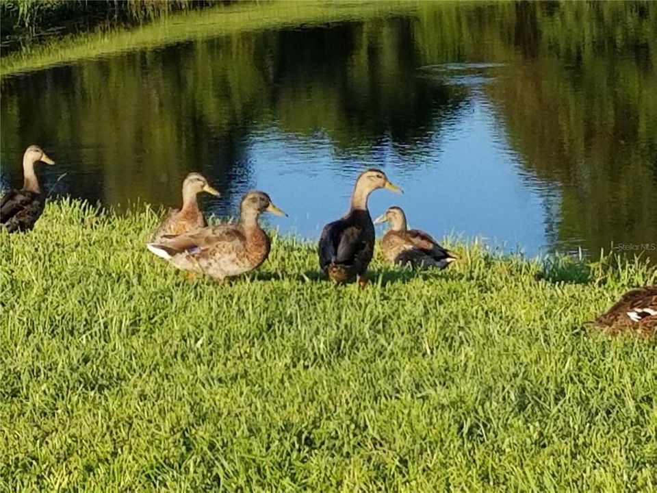 В аренду: $2,400 (4 спален, 2 ванн, 2043 Квадратных фут)