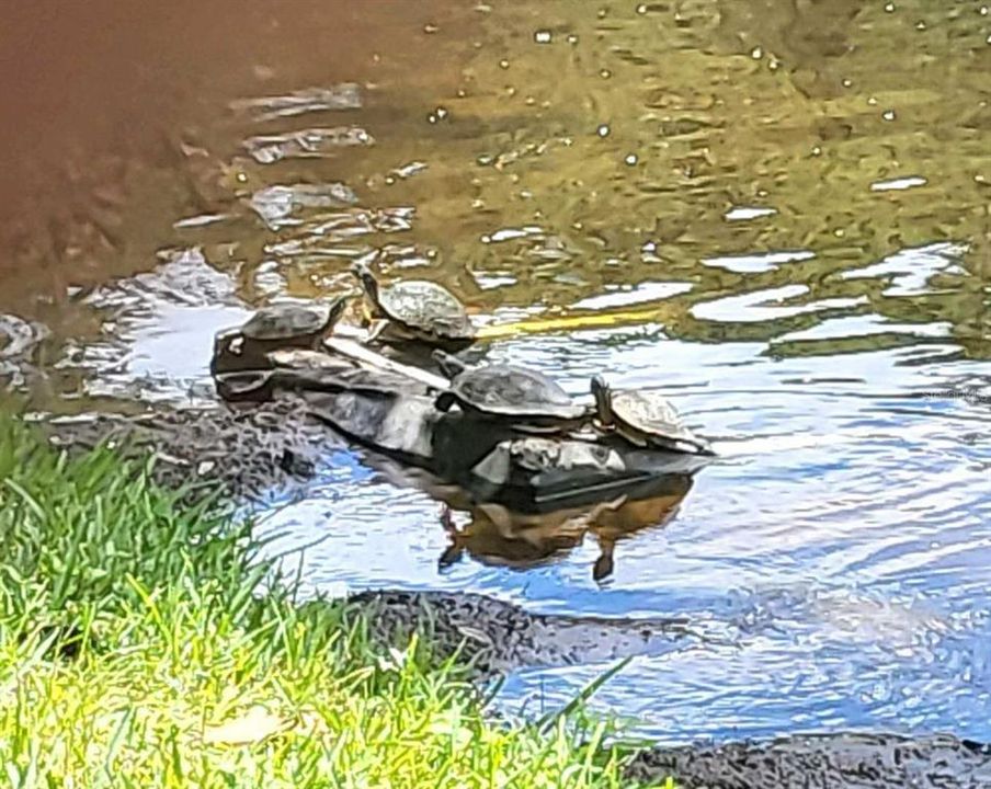 В аренду: $2,400 (4 спален, 2 ванн, 2043 Квадратных фут)