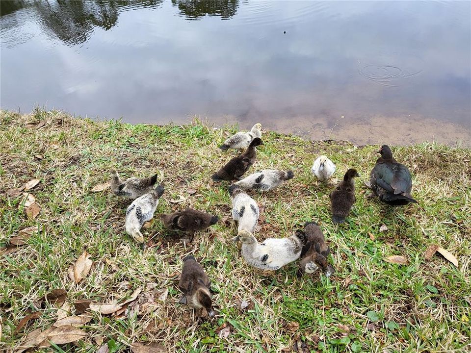 В аренду: $2,400 (4 спален, 2 ванн, 2043 Квадратных фут)