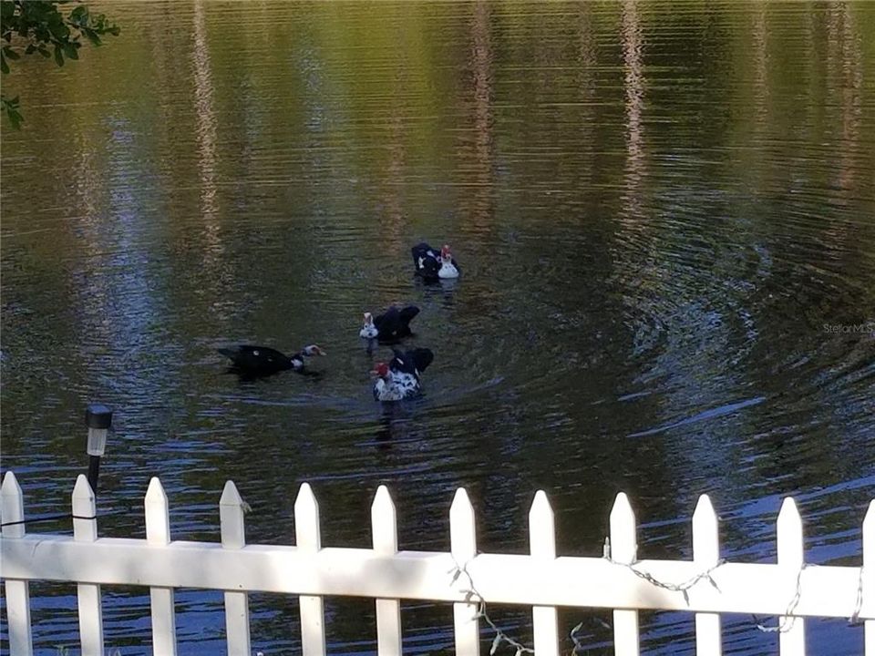 В аренду: $2,400 (4 спален, 2 ванн, 2043 Квадратных фут)