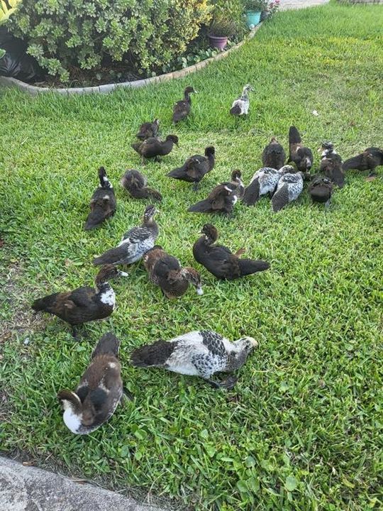 В аренду: $2,400 (4 спален, 2 ванн, 2043 Квадратных фут)