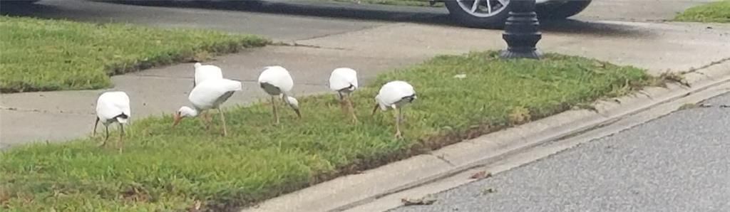 В аренду: $2,400 (4 спален, 2 ванн, 2043 Квадратных фут)