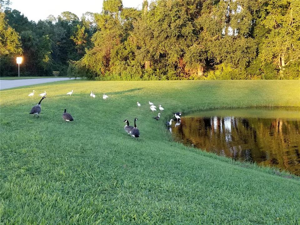 В аренду: $2,400 (4 спален, 2 ванн, 2043 Квадратных фут)