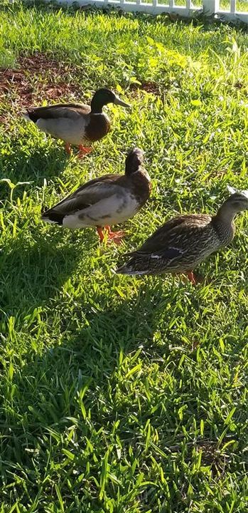 В аренду: $2,400 (4 спален, 2 ванн, 2043 Квадратных фут)