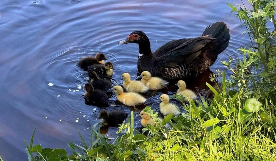 В аренду: $2,400 (4 спален, 2 ванн, 2043 Квадратных фут)