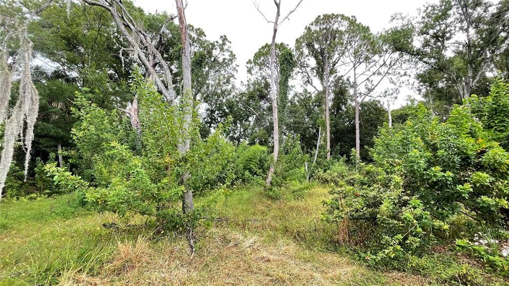 На продажу: $310,000 (0.77 acres)