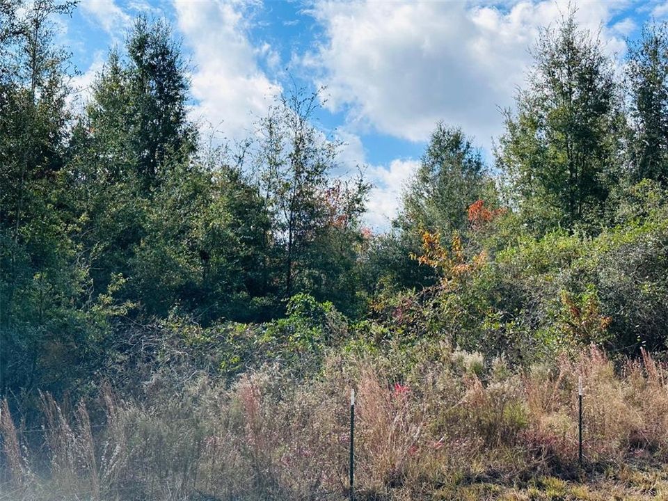 На продажу: $140,000 (9.31 acres)