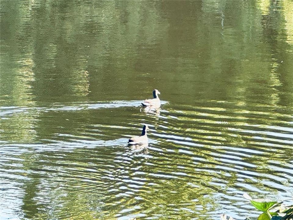 待售: $149,900 (2 贝兹, 2 浴室, 967 平方英尺)