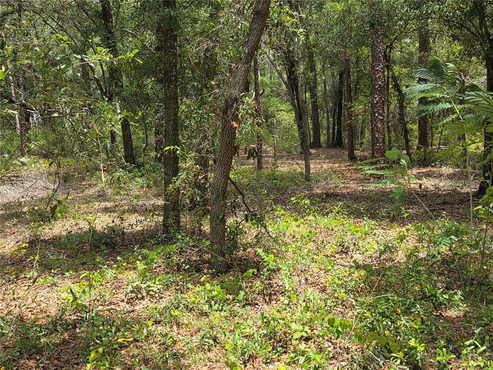 待售: $249,000 (5.00 acres)