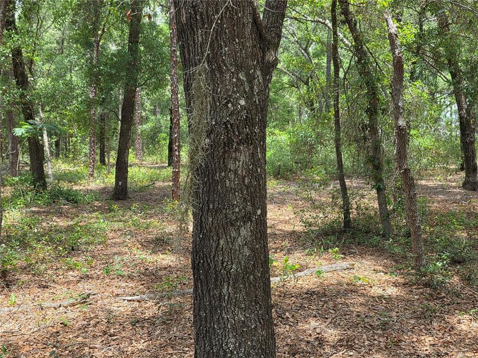 待售: $249,000 (5.00 acres)