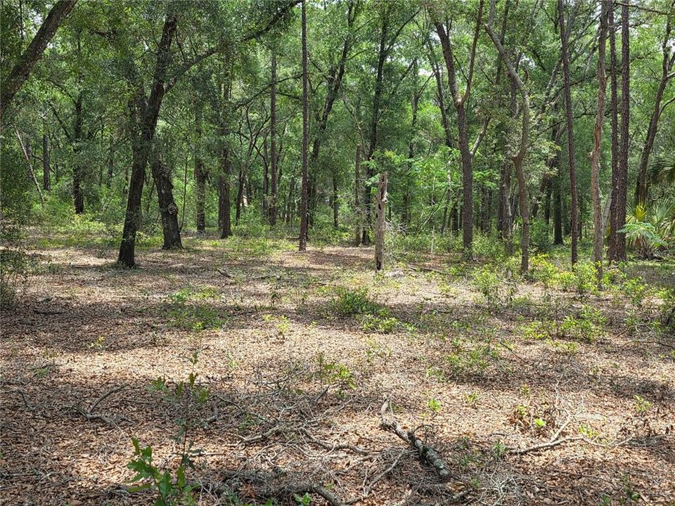 待售: $249,000 (5.00 acres)