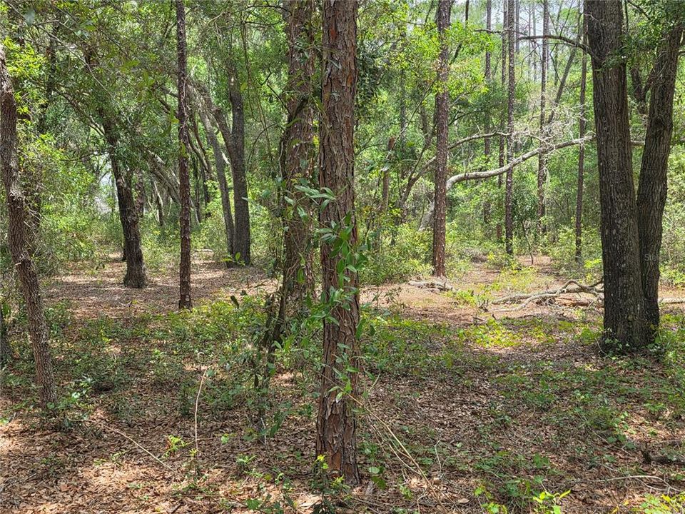 待售: $249,000 (5.00 acres)