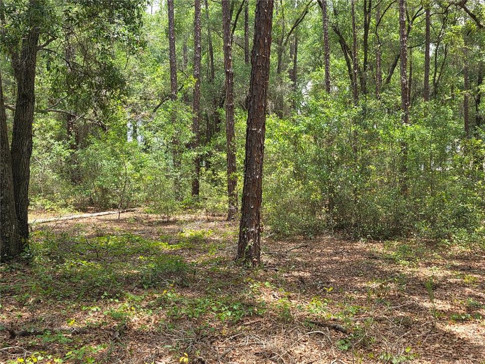 待售: $249,000 (5.00 acres)