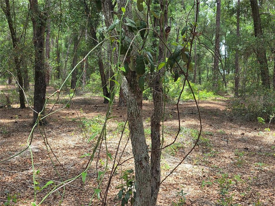 待售: $249,000 (5.00 acres)
