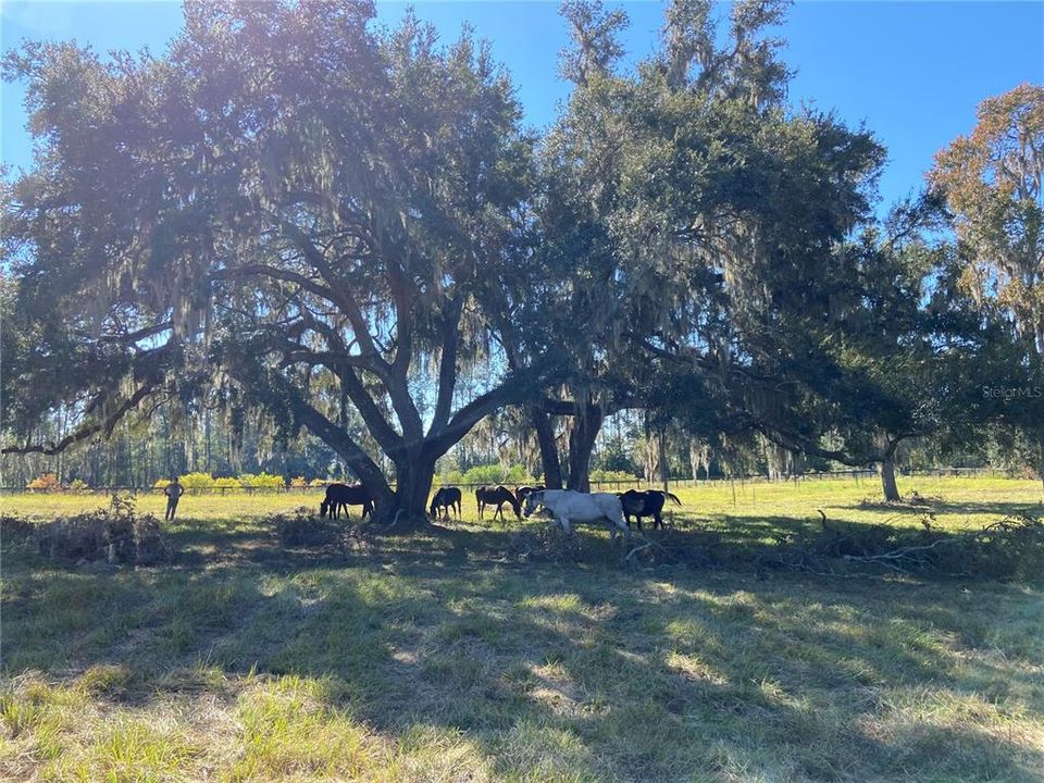 For Sale: $1,980,000 (18.00 acres)