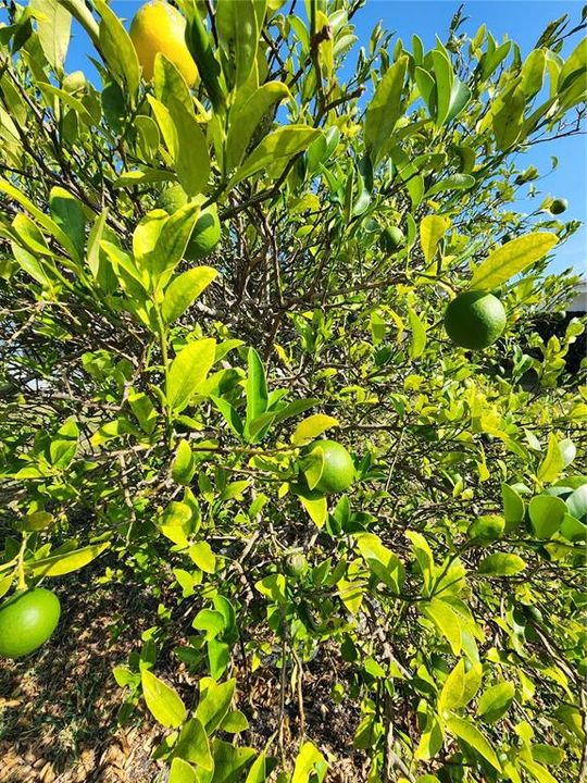 待售: $325,000 (2 贝兹, 2 浴室, 1292 平方英尺)