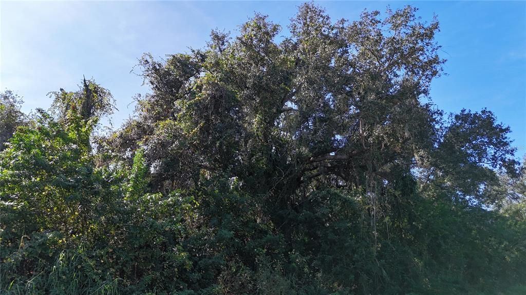 En Venta: $16,750 (0.23 acres)