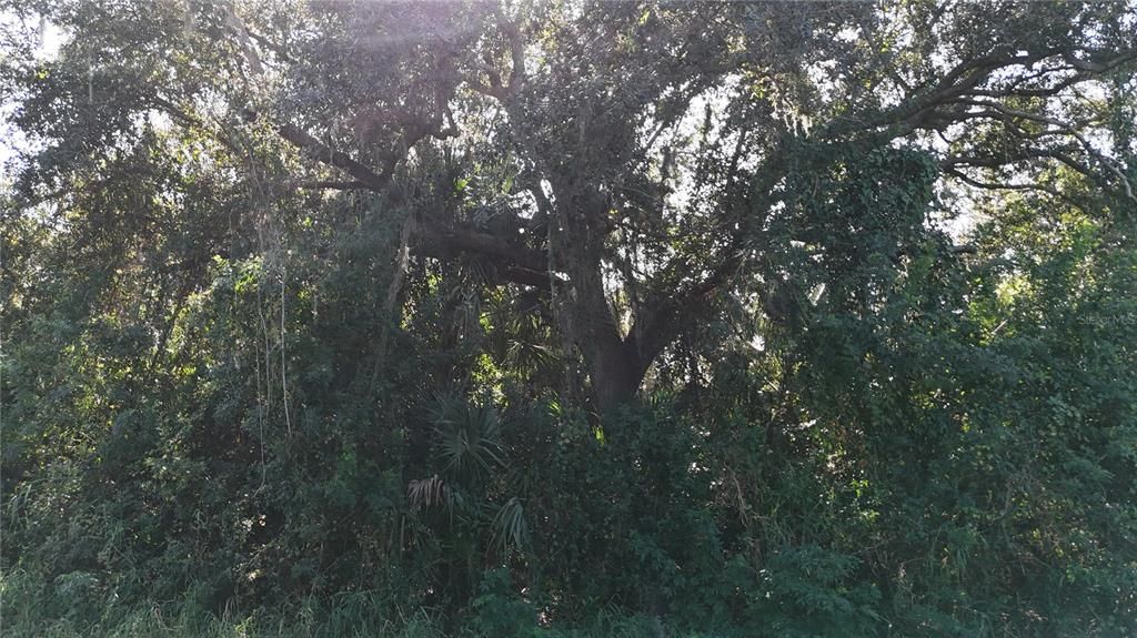 En Venta: $16,750 (0.23 acres)