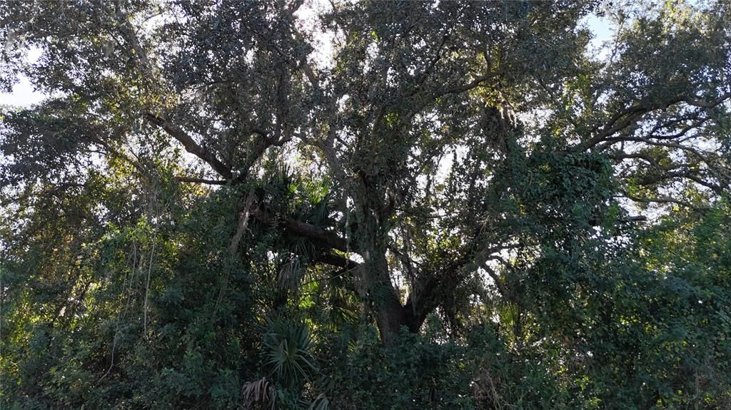 En Venta: $16,750 (0.23 acres)