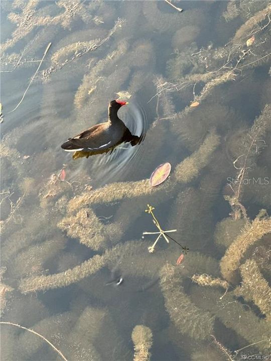 На продажу: $330,000 (2 спален, 2 ванн, 1604 Квадратных фут)