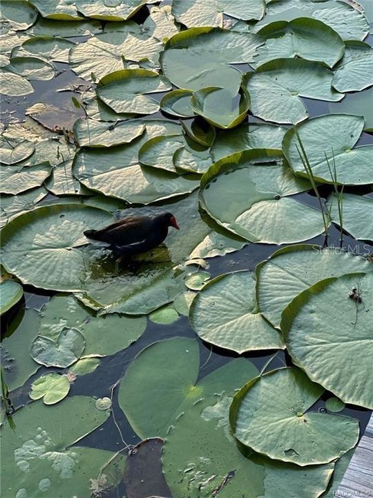 На продажу: $330,000 (2 спален, 2 ванн, 1604 Квадратных фут)