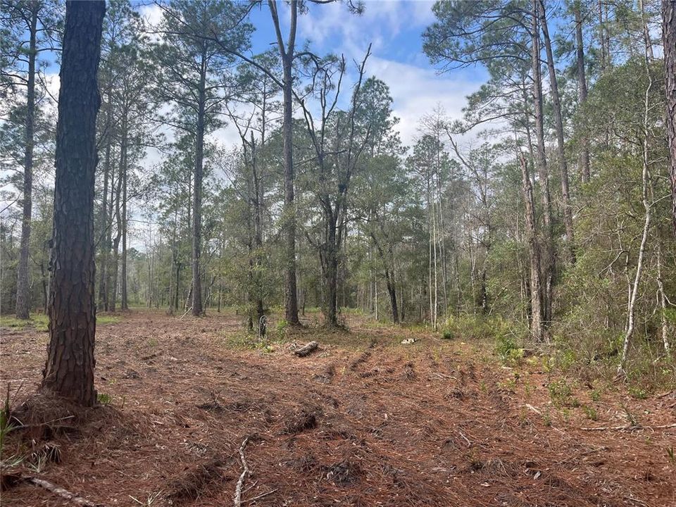 待售: $30,000 (1.14 acres)