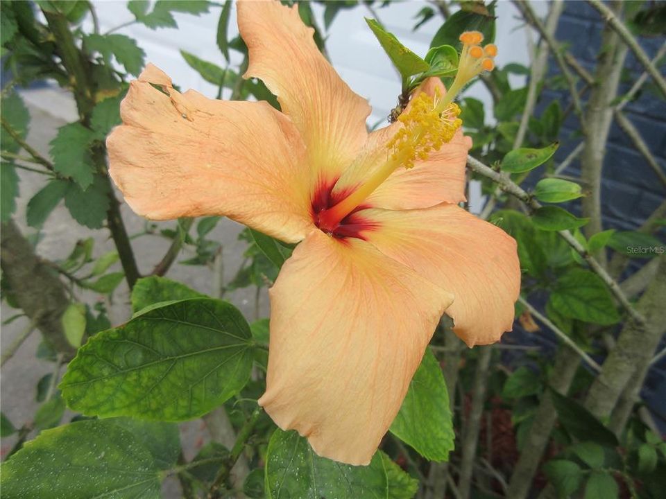 En Venta: $166,700 (3 camas, 1 baños, 1068 Pies cuadrados)