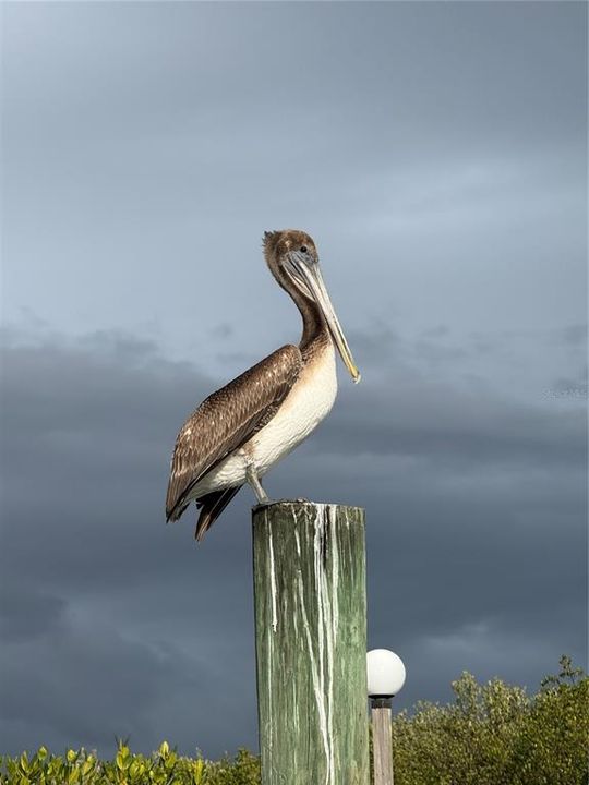 待售: $215,000 (1 贝兹, 1 浴室, 1060 平方英尺)