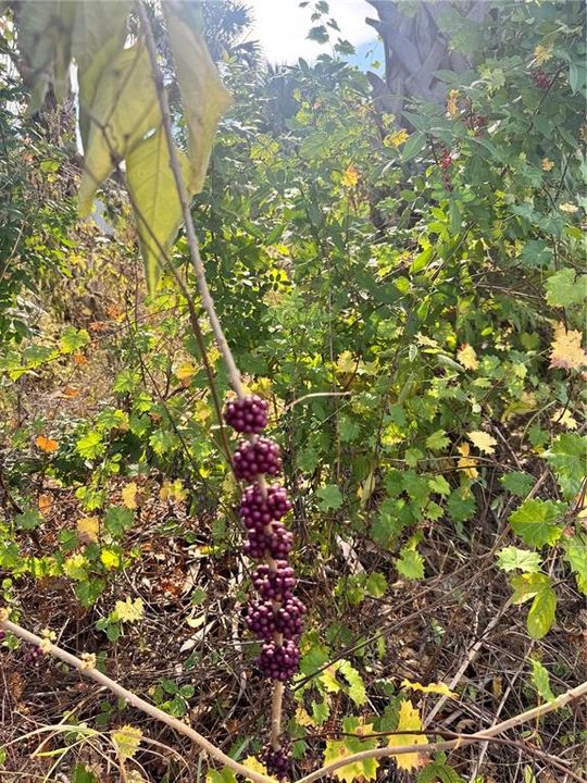 En Venta: $90,000 (0.23 acres)