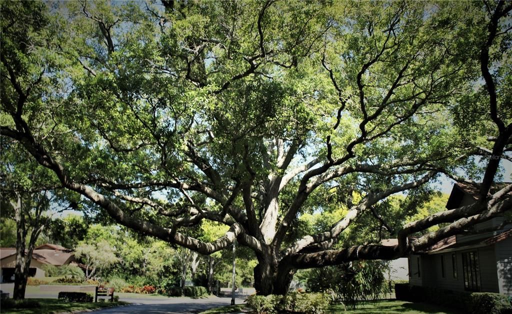 En Venta: $485,000 (3 camas, 2 baños, 1705 Pies cuadrados)