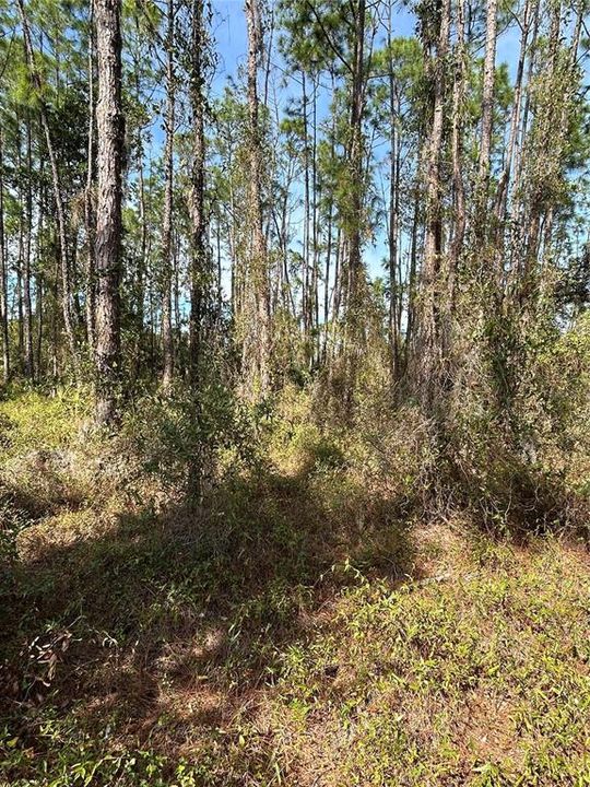 For Sale: $79,900 (1.17 acres)