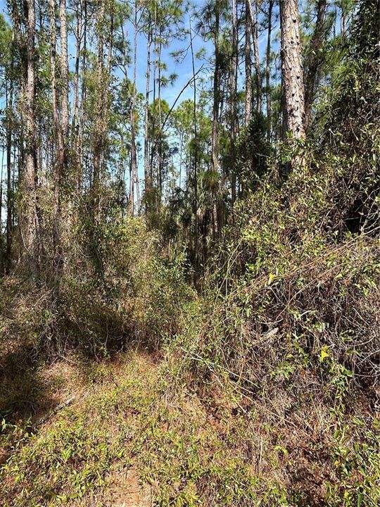 For Sale: $79,900 (1.17 acres)