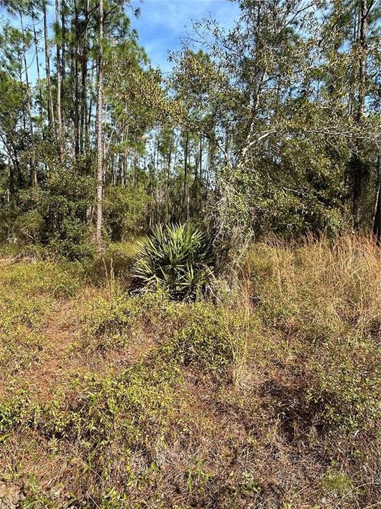 For Sale: $79,900 (1.17 acres)