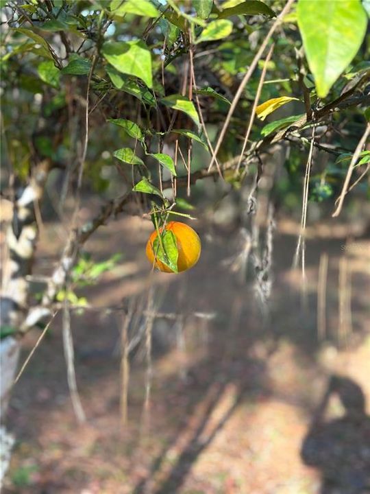 For Sale: $307,000 (4 beds, 2 baths, 2059 Square Feet)