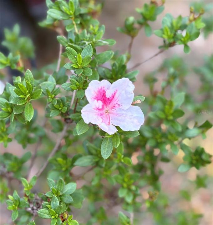 For Sale: $307,000 (4 beds, 2 baths, 2059 Square Feet)