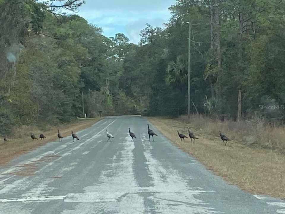 待售: $43,000 (1.18 acres)