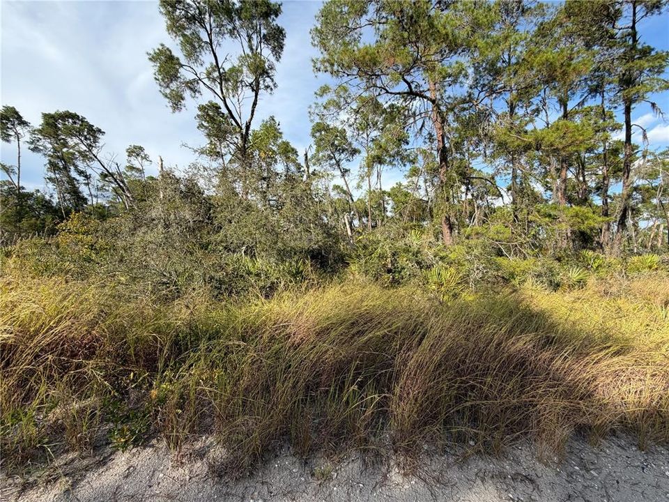 For Sale: $29,000 (0.23 acres)