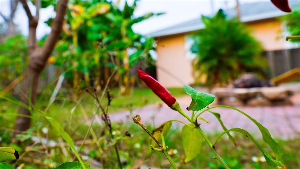 For Rent: $2,500 (3 beds, 2 baths, 1317 Square Feet)