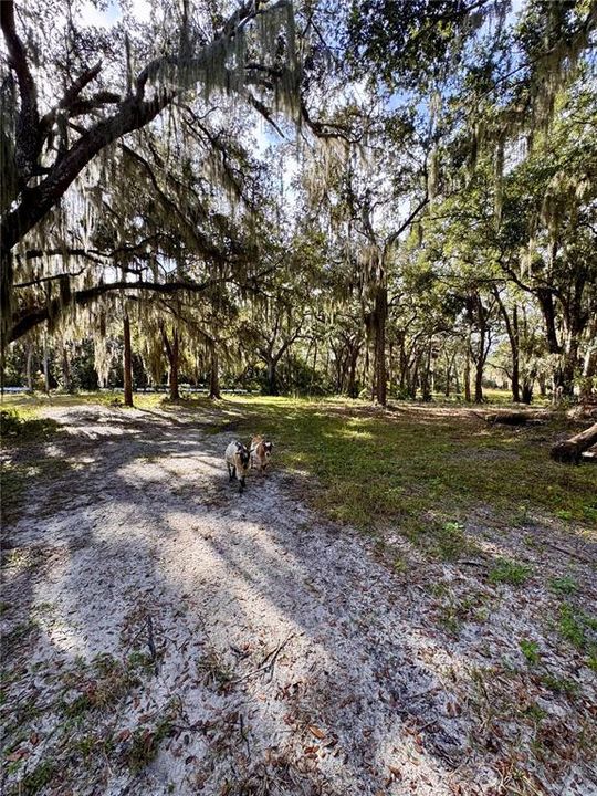 待售: $260,000 (3.41 acres)