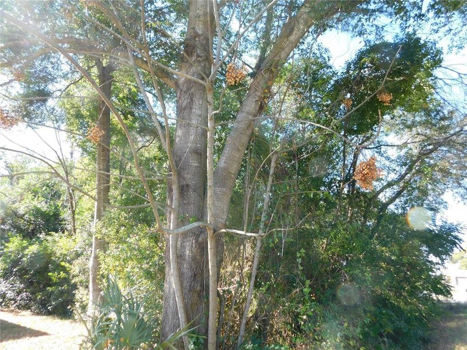 Activo con contrato: $27,000 (0.24 acres)