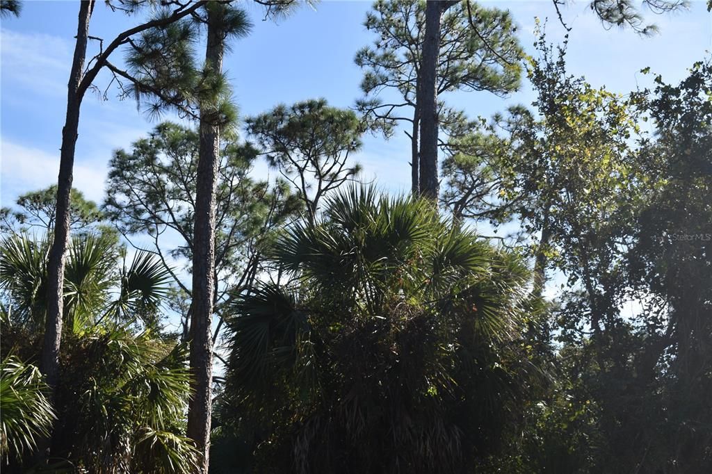 For Sale: $18,900 (0.23 acres)