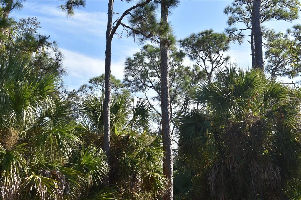 For Sale: $21,900 (0.23 acres)