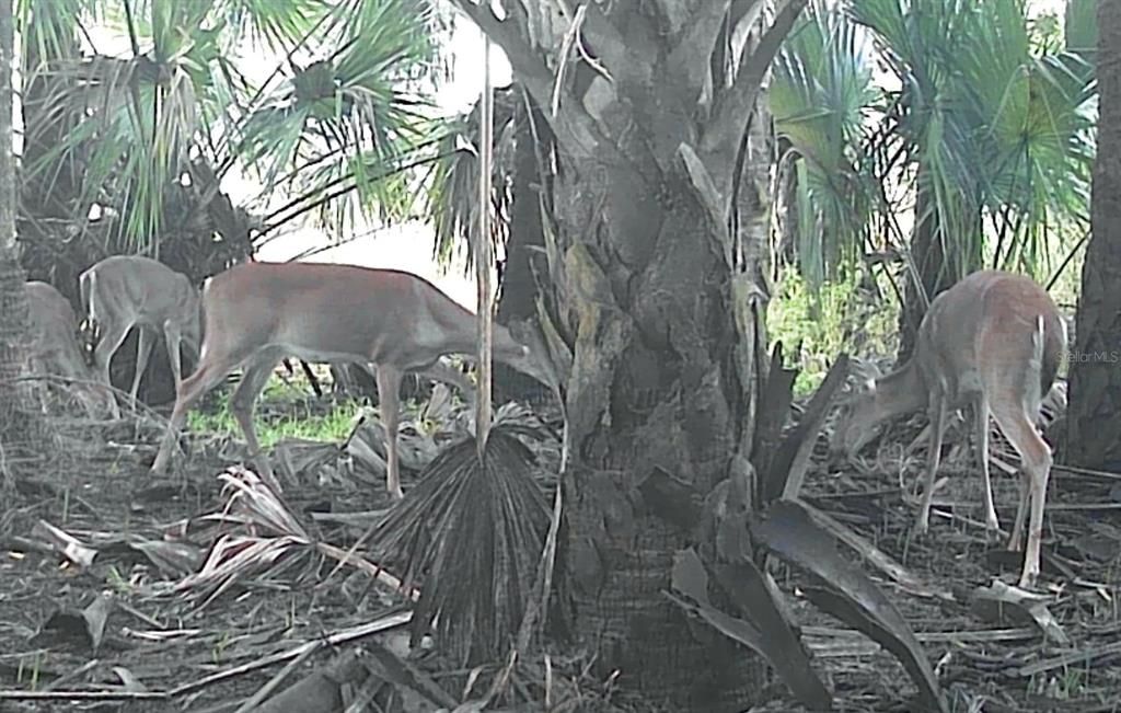 待售: $198,000 (30.37 acres)