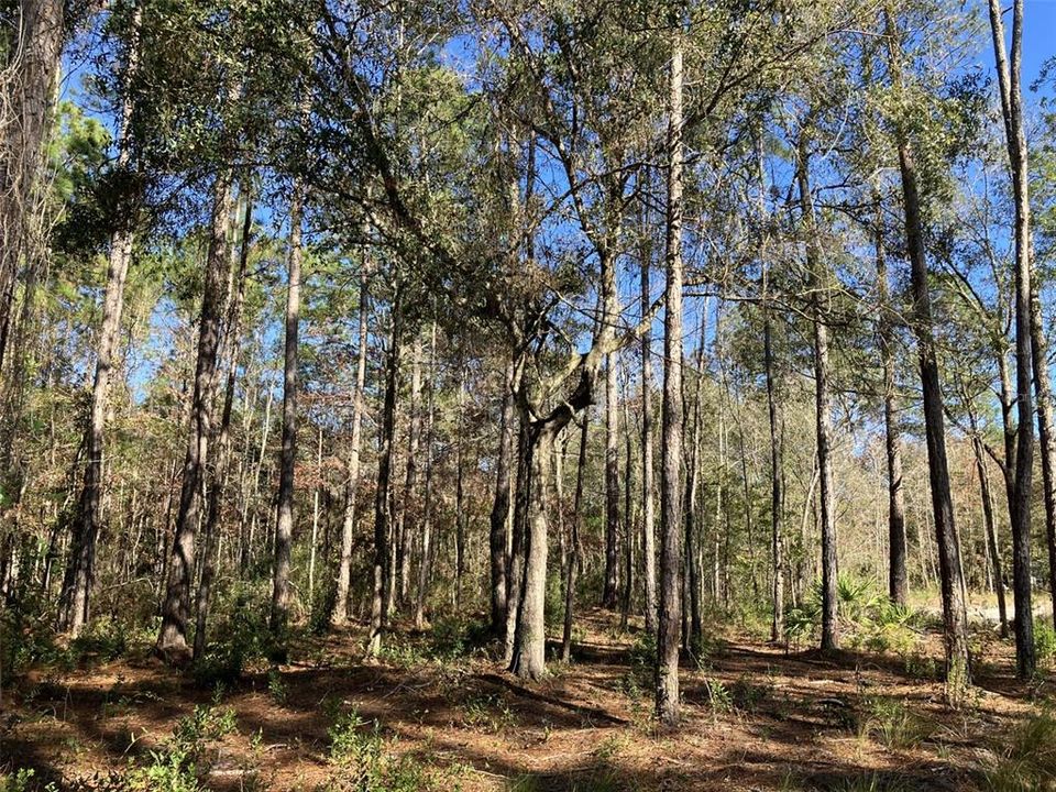 For Sale: $50,000 (1.14 acres)