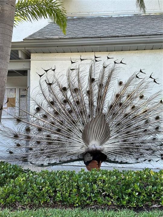 For Rent: $2,500 (1 beds, 1 baths, 703 Square Feet)